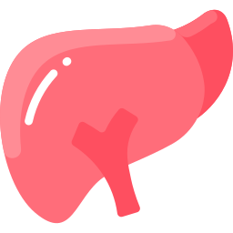 Liver